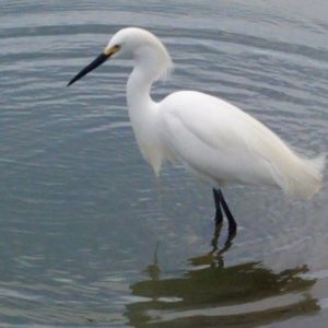 Meet your Posher, Johanna